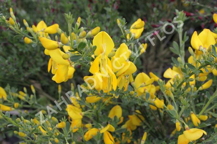 Čilimník 'Golden Sunlight' - Cytisus 'Golden Sunlight'