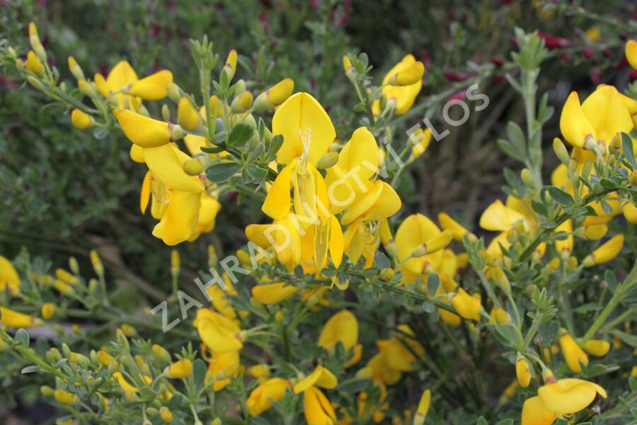 Čilimník 'Golden Sunlight' - Cytisus 'Golden Sunlight'