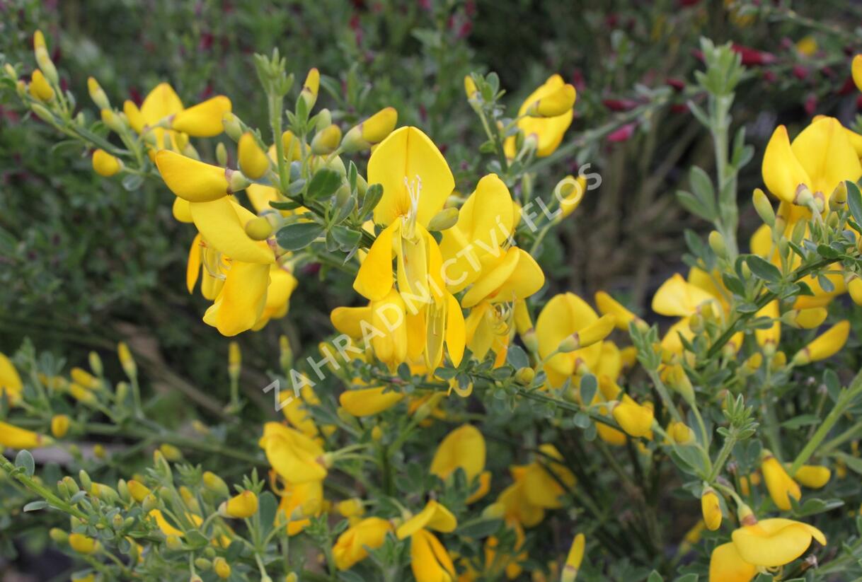 Čilimník 'Golden Sunlight' - Cytisus 'Golden Sunlight'