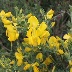 Čilimník 'Golden Sunlight' - Cytisus 'Golden Sunlight'