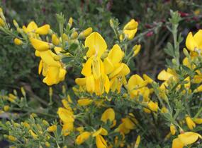 Čilimník 'Golden Sunlight' - Cytisus 'Golden Sunlight'