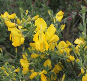 Čilimník 'Golden Sunlight' - Cytisus 'Golden Sunlight'