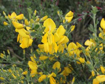 Čilimník 'Golden Sunlight'