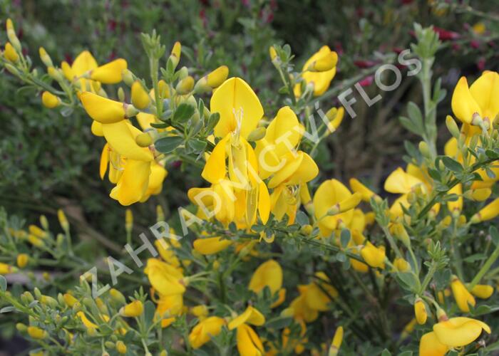 Čilimník 'Golden Sunlight' - Cytisus 'Golden Sunlight'