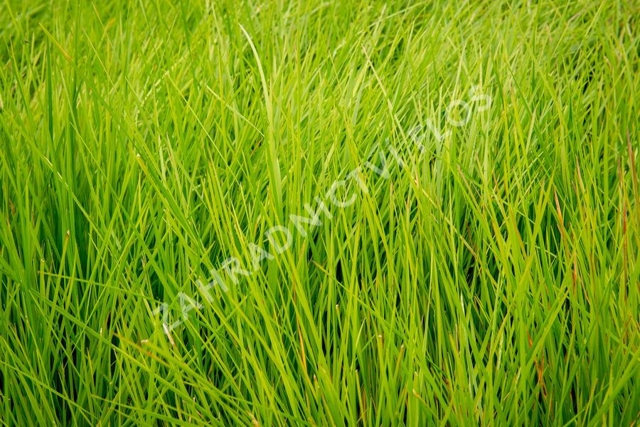 Metlice trsnatá 'Tardiflora' - Deschampsia caespitosa 'Tardiflora'