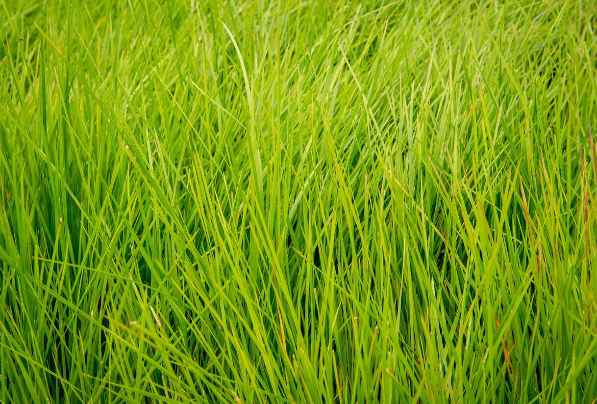 Metlice trsnatá 'Tardiflora' - Deschampsia caespitosa 'Tardiflora'