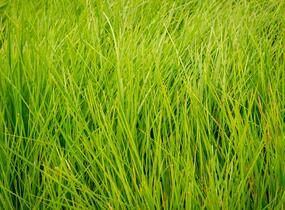 Metlice trsnatá 'Tardiflora' - Deschampsia caespitosa 'Tardiflora'