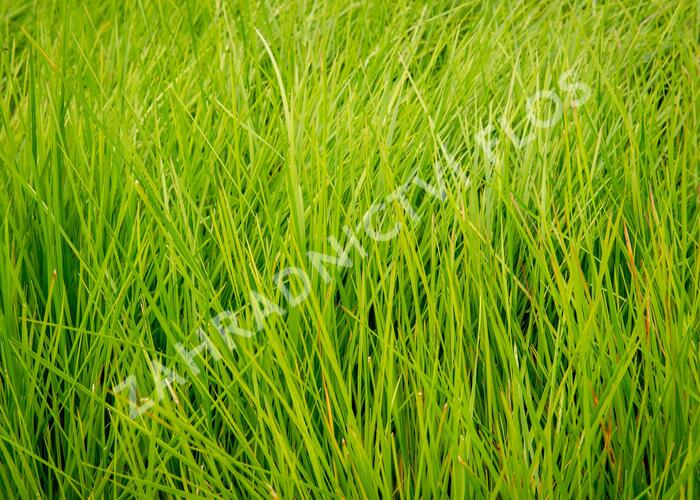Metlice trsnatá 'Tardiflora' - Deschampsia caespitosa 'Tardiflora'