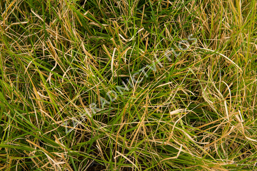 Metlice trsnatá 'Tardiflora' - Deschampsia caespitosa 'Tardiflora'