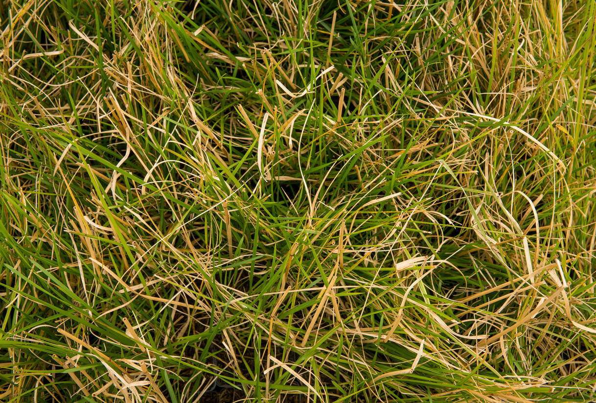 Metlice trsnatá 'Tardiflora' - Deschampsia caespitosa 'Tardiflora'
