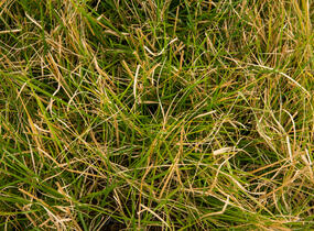 Metlice trsnatá 'Tardiflora' - Deschampsia caespitosa 'Tardiflora'