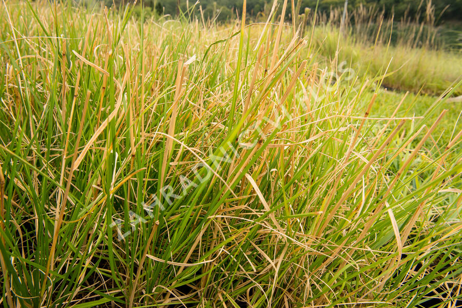 Metlice trsnatá 'Tardiflora' - Deschampsia caespitosa 'Tardiflora'