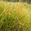 Metlice trsnatá 'Tardiflora' - Deschampsia caespitosa 'Tardiflora'