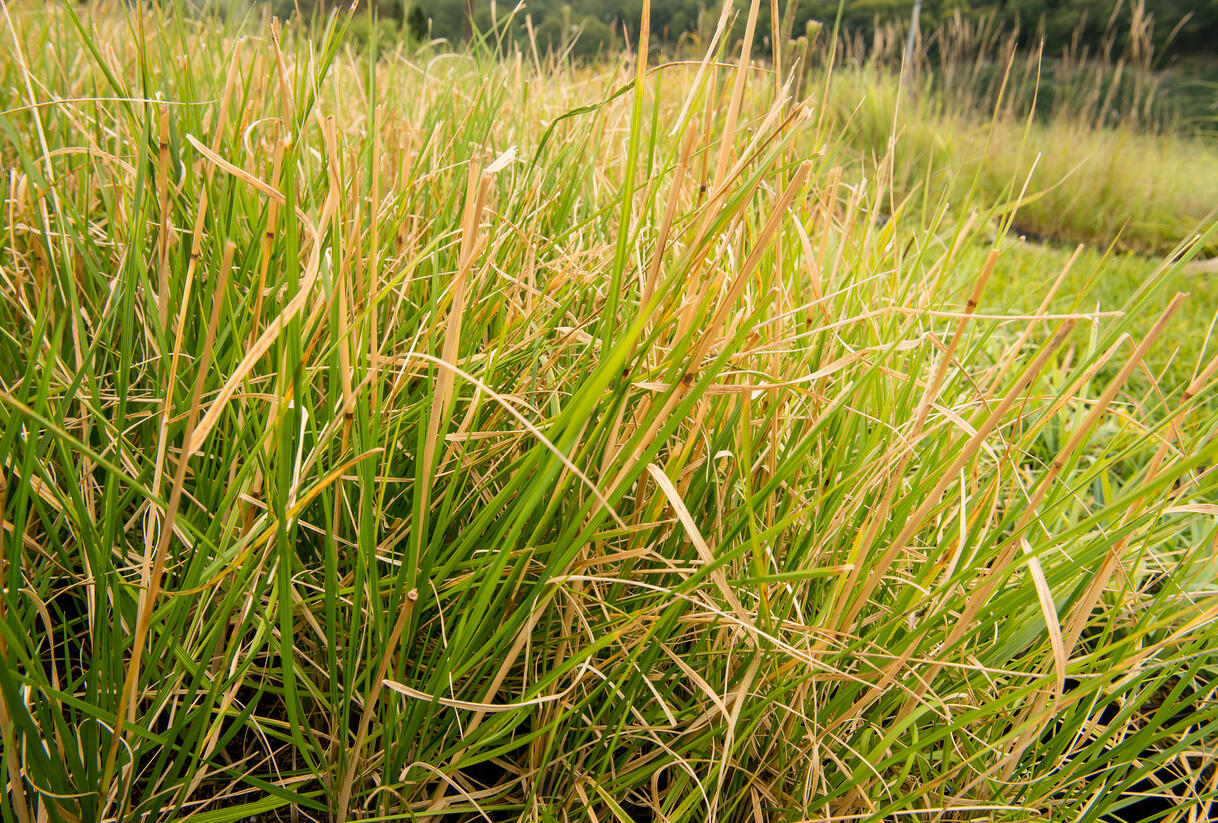 Metlice trsnatá 'Tardiflora' - Deschampsia caespitosa 'Tardiflora'