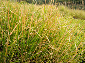 Metlice trsnatá 'Tardiflora' - Deschampsia caespitosa 'Tardiflora'