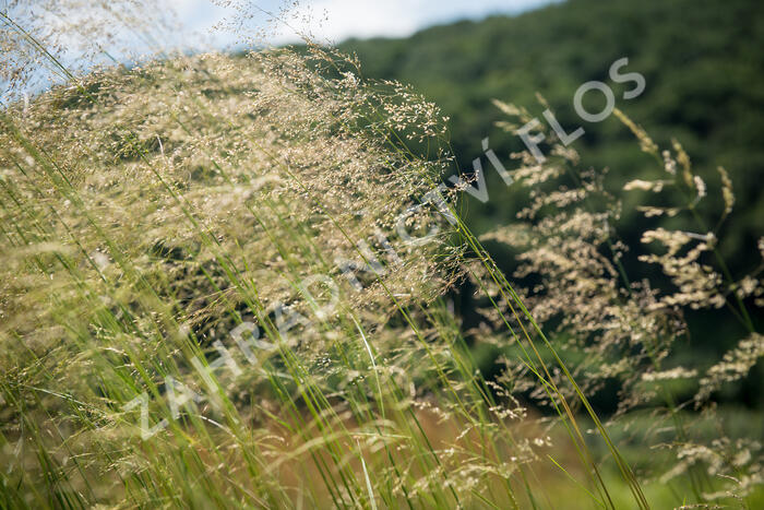 Metlice trsnatá 'Tardiflora' - Deschampsia caespitosa 'Tardiflora'