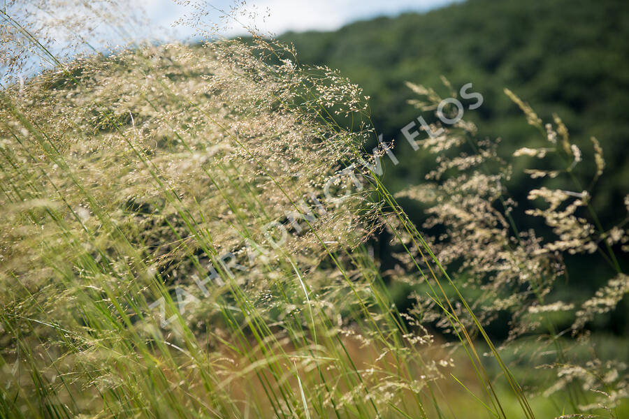 Metlice trsnatá 'Tardiflora' - Deschampsia caespitosa 'Tardiflora'