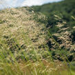 Metlice trsnatá 'Tardiflora' - Deschampsia caespitosa 'Tardiflora'