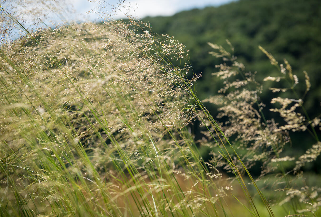 Metlice trsnatá 'Tardiflora' - Deschampsia caespitosa 'Tardiflora'