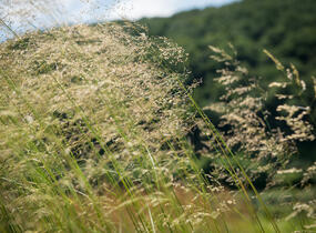 Metlice trsnatá 'Tardiflora' - Deschampsia caespitosa 'Tardiflora'