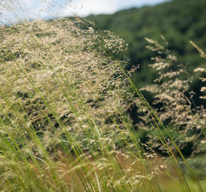 Metlice trsnatá 'Tardiflora' - Deschampsia caespitosa 'Tardiflora'