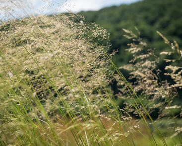 Metlice trsnatá 'Tardiflora'