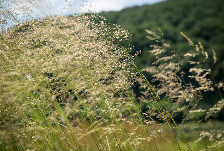 Metlice trsnatá 'Tardiflora' - Deschampsia caespitosa 'Tardiflora'