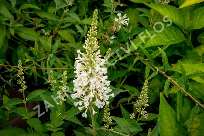 Motýlí keř, Komule Davidova 'Argus White' - Buddleja davidii 'Argus White'