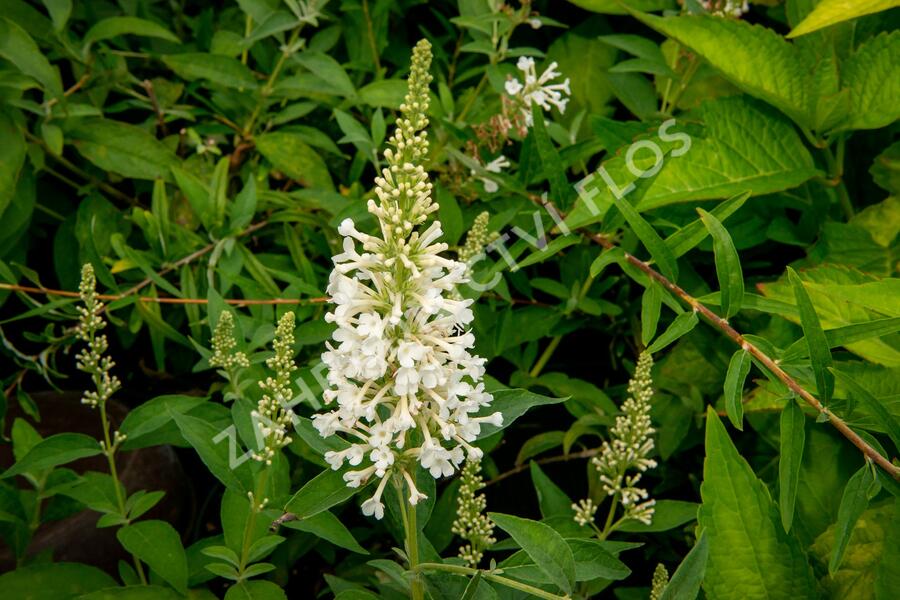 Motýlí keř, Komule Davidova 'Argus White' - Buddleja davidii 'Argus White'