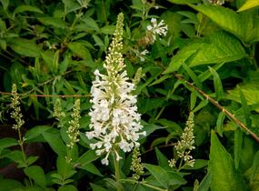 Motýlí keř, Komule Davidova 'Argus White' - Buddleja davidii 'Argus White'