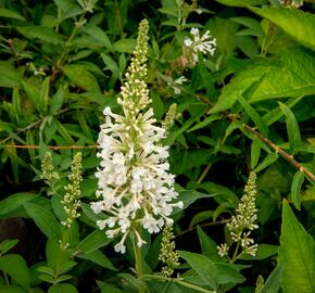 Motýlí keř, Komule Davidova 'Argus White' - Buddleja davidii 'Argus White'