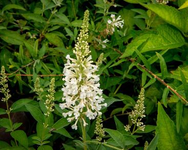 Motýlí keř, Komule Davidova 'Argus White'