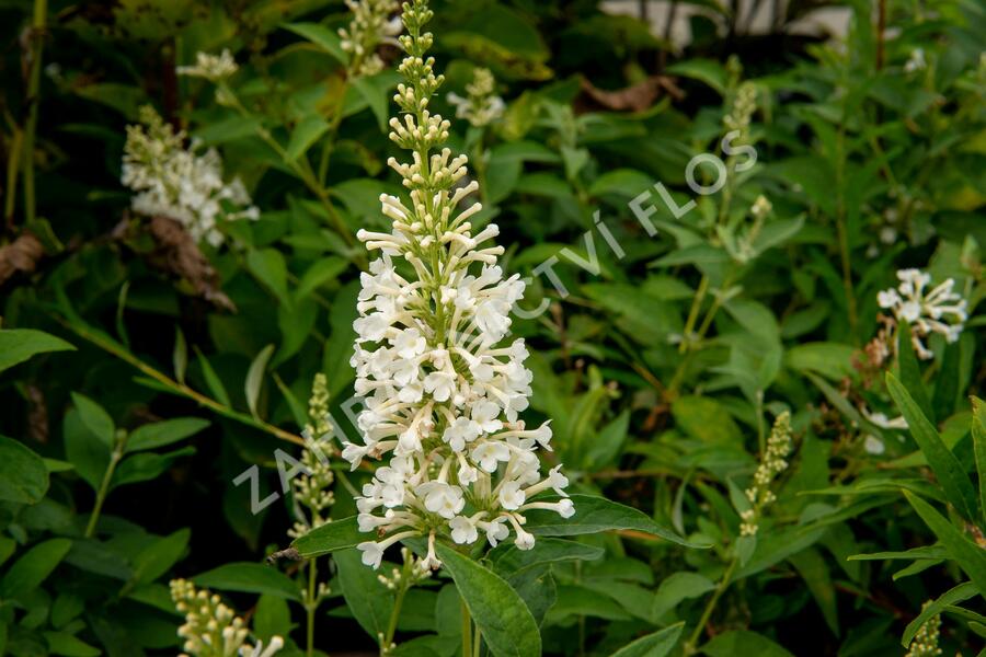 Motýlí keř, Komule Davidova 'Argus White' - Buddleja davidii 'Argus White'