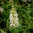 Motýlí keř, Komule Davidova 'Argus White' - Buddleja davidii 'Argus White'