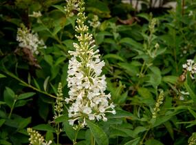 Motýlí keř, Komule Davidova 'Argus White' - Buddleja davidii 'Argus White'