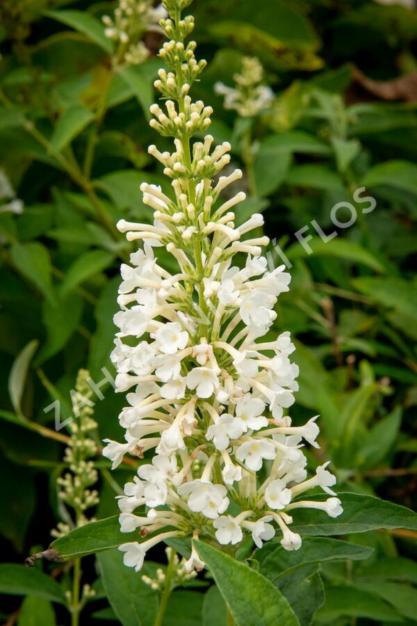 Motýlí keř, Komule Davidova 'Argus White' - Buddleja davidii 'Argus White'