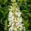 Motýlí keř, Komule Davidova 'Argus White' - Buddleja davidii 'Argus White'