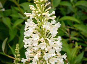 Motýlí keř, Komule Davidova 'Argus White' - Buddleja davidii 'Argus White'