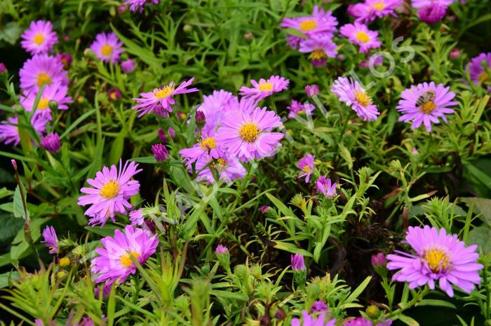 Hvězdnice keříčkovitá 'Heinz Richard' - Aster dumosus 'Heinz Richard'