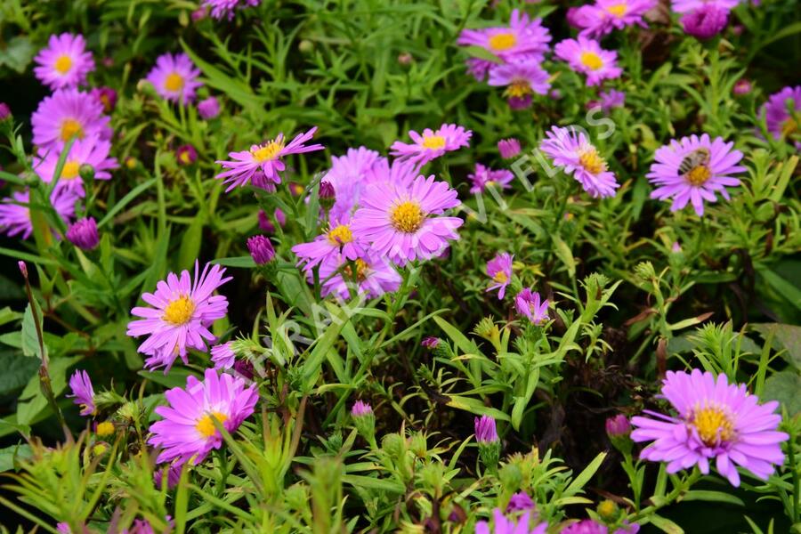 Hvězdnice keříčkovitá 'Heinz Richard' - Aster dumosus 'Heinz Richard'