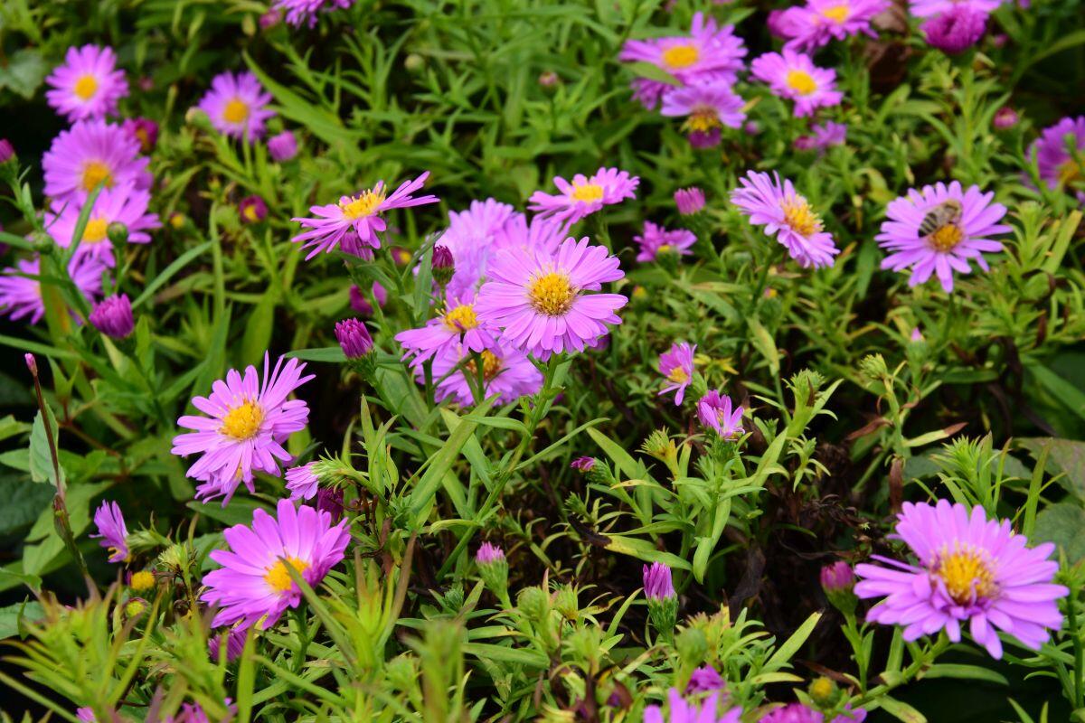 Hvězdnice keříčkovitá 'Heinz Richard' - Aster dumosus 'Heinz Richard'