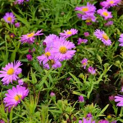 Hvězdnice keříčkovitá 'Heinz Richard' - Aster dumosus 'Heinz Richard'