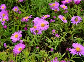 Hvězdnice keříčkovitá 'Heinz Richard' - Aster dumosus 'Heinz Richard'