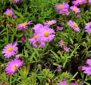 Hvězdnice keříčkovitá 'Heinz Richard' - Aster dumosus 'Heinz Richard'