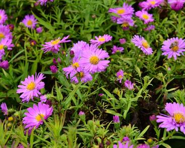 Hvězdnice keříčkovitá 'Heinz Richard'