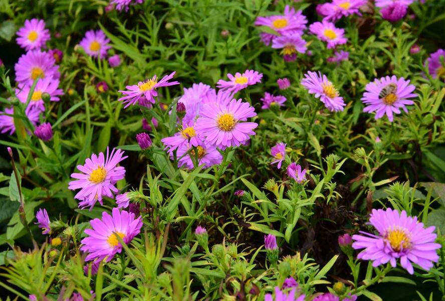 Hvězdnice keříčkovitá 'Heinz Richard' - Aster dumosus 'Heinz Richard'