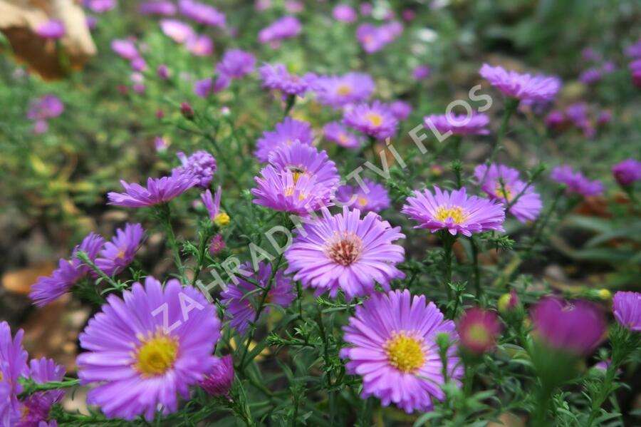 Hvězdnice keříčkovitá 'Heinz Richard' - Aster dumosus 'Heinz Richard'