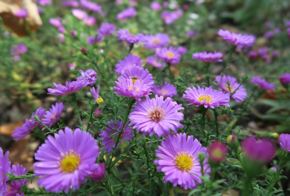 Hvězdnice keříčkovitá 'Heinz Richard' - Aster dumosus 'Heinz Richard'