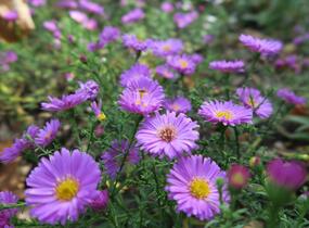 Hvězdnice keříčkovitá 'Heinz Richard' - Aster dumosus 'Heinz Richard'