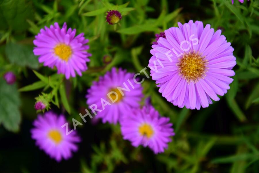 Hvězdnice keříčkovitá 'Heinz Richard' - Aster dumosus 'Heinz Richard'